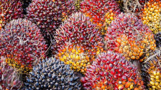 20160304-Kelapa Sawit-istock