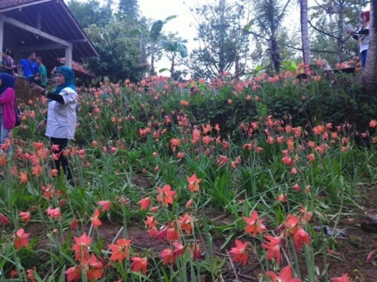 Ini kebun bunga Amarilis di Yogyakarta yang membuat heboh netizen