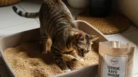4 Cara Bikin Pasir Kucing Sendiri Hemat dan Wangi, Murah dari Bahan Rumah Tangga