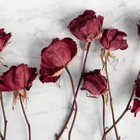 Cara mudah mengeringkan bunga (Credit: Unsplash/Georgia de Lotz)