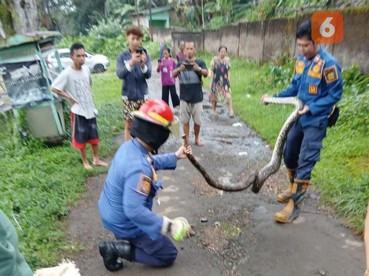 Cara Bedakan Suara Ular vs Hewan Lain di Malam Hari, Pelajari Cirinya