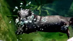 Seekor berang-berang cakar kecil Asia terlihat menyelam di bawah air di Kebun Binatang Shanghai di Shanghai, China timur, pada 10 Juni 2020. Berang-berang yang paling kecil ukurannya di dunia tersebut statusnya menurut IUCN adalah Vulnerable atau rentan terancam punah.  (Xinhua/Zhang Jiansong)