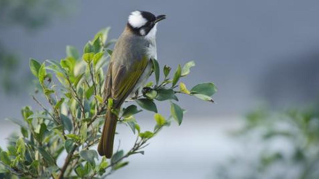 Kotoran burung, rahasia di balik kecantikan Geisha