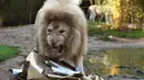 Seekor singa putih Yabou membuka kado Natal yang berisi makanannya di kebun binatang La Fleche di Perancis, (23/12). Menyambut Natal, kebun binatang La Fleche memberikan kado spesial kepada binatang yang ada ditempat tersebut. (AFP/JEAN-FRANCOIS MONIER)
