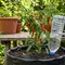 Cara Membuat Sistem Self-Watering dari Botol Bekas, Solusi Penyiraman Tanaman yang Hemat Air