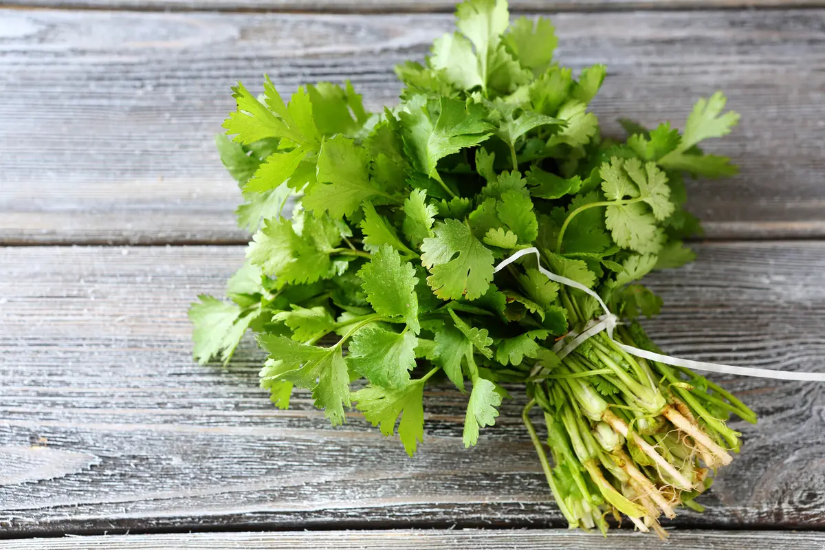 cilantro daun ketumbar