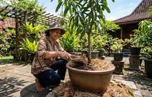 6 Cara Menjaga Akar Tabulampot Tetap Sejuk Saat Musim Kemarau, Sehat Optimal Setiap Saat