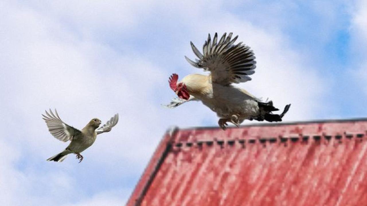 Seperti Burung, Ayam Juga Punya Sayap tapi Kenapa Tidak Bisa Terbang? Ini Penjelasan Ilmuwan