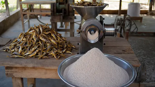 Cara Membuat Tepung Ikan untuk Pakan Ternak Ayam (Foto: Reve Art AI)