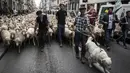 Para peternak bersama ratusan domba saat unjuk rasa menentang kebijakan 'Plan Loup' di Kota Lyon, Prancis, (9/10). Menurut peternak, kebijakan pemerintah tersebut hanya merugikan para peternak. (AFP Photo/Jean-Philippe Ksiazek)