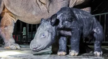 Gambar yang diambil pada 25 November 2023 dan dirilis pada 27 November 2023 oleh Kementerian Lingkungan Hidup dan Kehutanan RI ini memperlihatkan anak badak sumatera (dicerorhinus sumatrensis) yang baru lahir berdiri di samping induknya Delilah, seekor badak betina berusia 7 tahun, di Suaka Badak Sumatera, Taman Nasional Way Kambas, Provinsi Lampung. (Handout/Indonesian Ministry of Environment and Forestry/AFP)