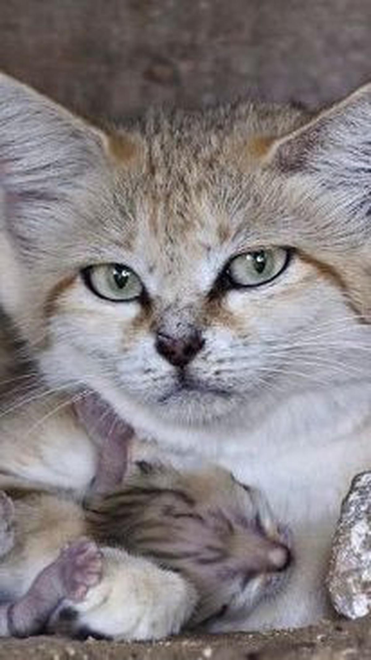 1. Kucing Pasir<br>