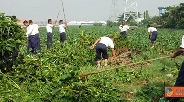 Citizen6, Surabaya: Sementara itu Perwira Pelaksana  (Palaksa) Denmako Kobangdikal, Mayor Marinir Muhammad Jais yang memimpin jalannya pembersihan eceng gondok mengatakan bahwa pembersihan ini akan  terus dilakukan.  (Pengirim: Penkobangdikal)