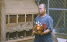 Resign di Dunia Pendidikan, Pria Ini Kini Sukses Berternak Ayam Kampung dan Buka Pelatihan