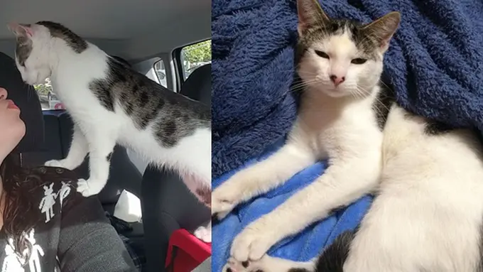 copyright by bordpanda.com/ Youtube.com