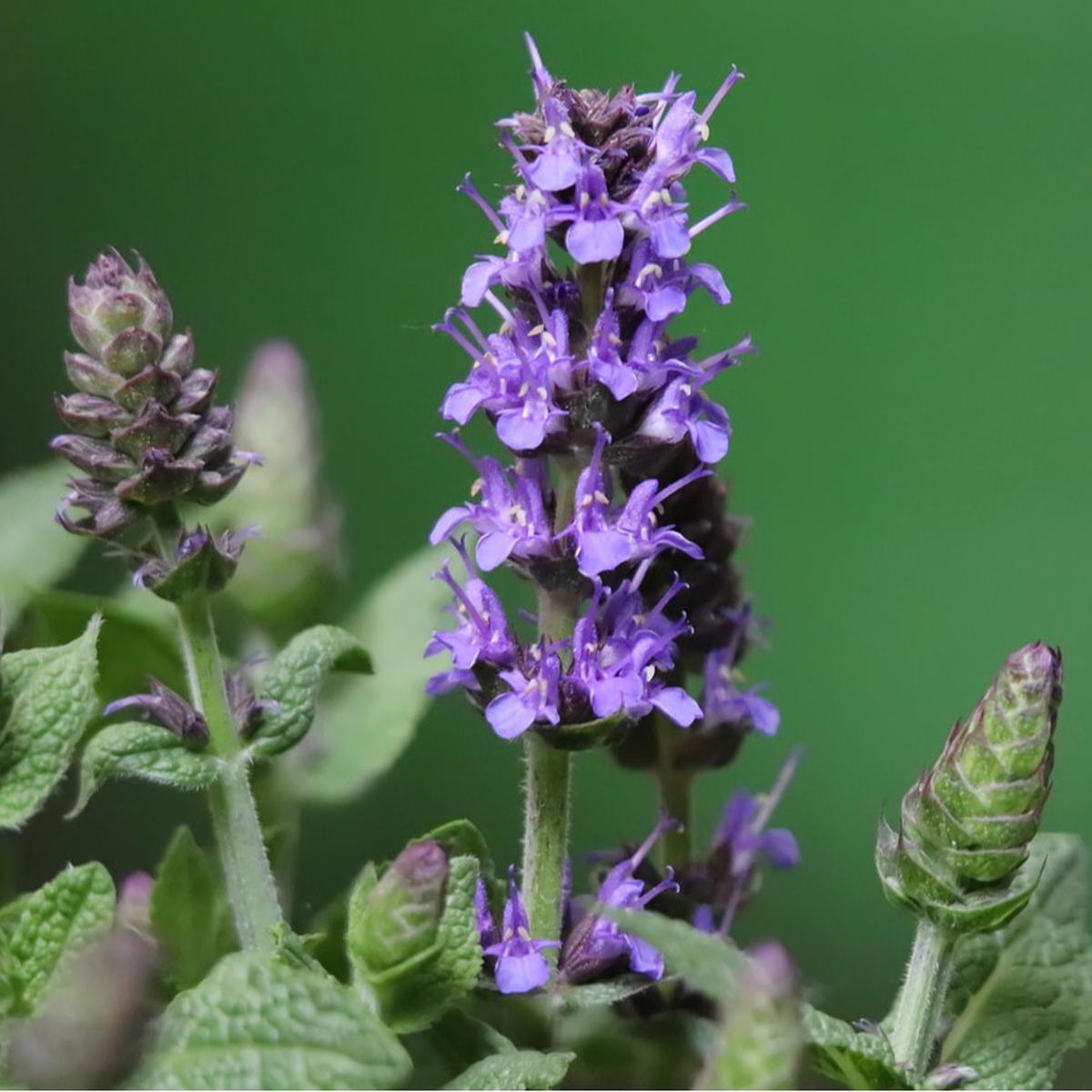 Sage (Salvia officinalis)