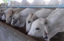 Presiden Prabowo Sumbang 18 Sapi Kurban ke Sumsel, Bobot Minimal 959 Kg