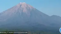 Gunung Semeru kembali erupsi dengan tinggi letusan capai 500 meter (Istimewa)
