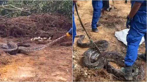 Seekor Ular Seberat 59 Kg Lengkap dengan 70 Butir Telur Ditangkap, Bikin Merinding