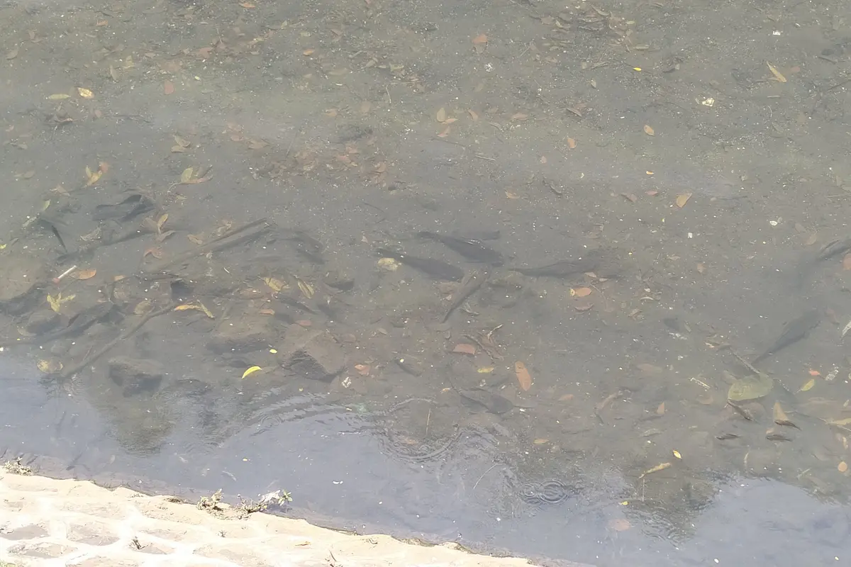 Ikan sapu-sapu di depan Mal Plaza Indonesia, Jakarta Pusat (Liputan6.com/Shabina Nasywa)