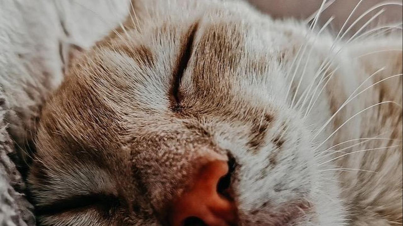 Makanan Kucing Umur 2 Bulan