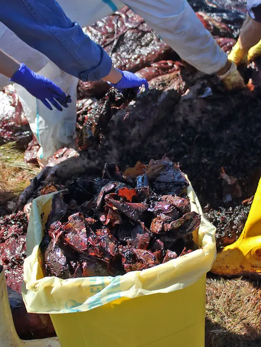 Foto pada 30 Maret 2019, sampah plastik yang ditemukan di dalam perut paus di Pulau Sardinia, Italia. Perut paus sperma betina itu berisi  kantong sampah, jaring dan tali pancing, bahkan kantong cairan sabun cuci yang masih dapat diidentifikasi merek dan kode barangnya. (SEAME Sardinia Onlus via AP)