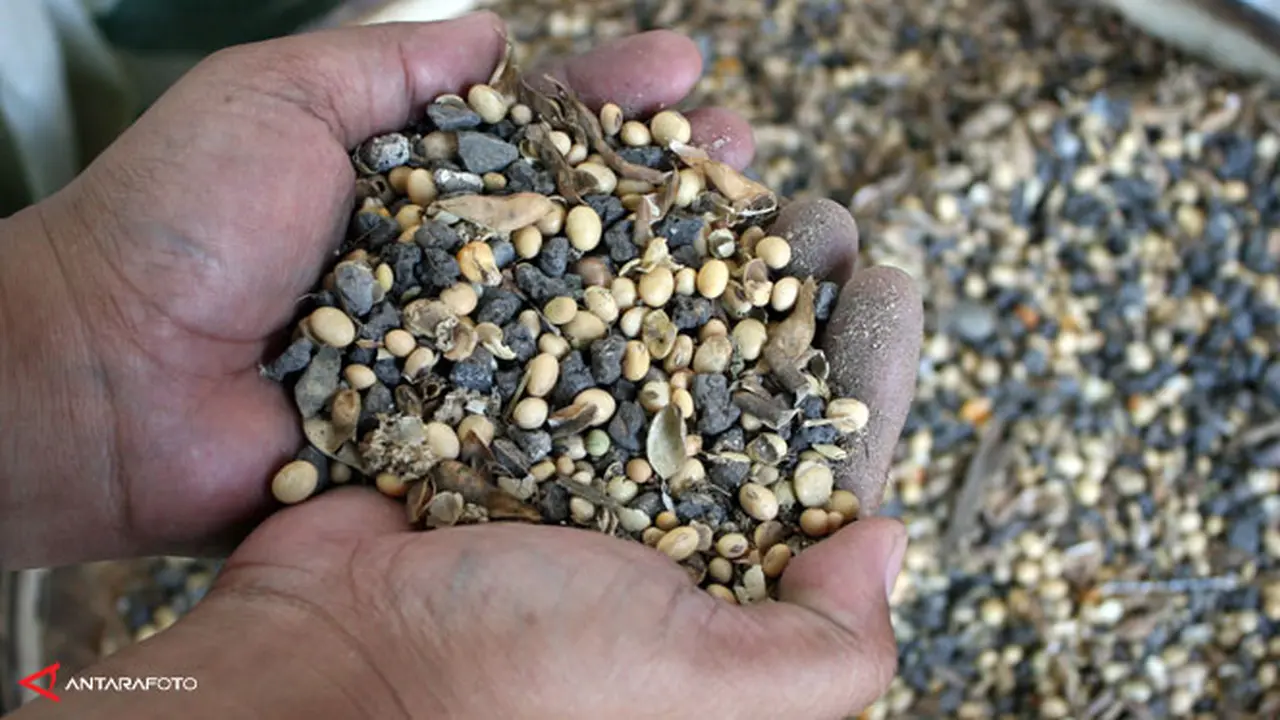 petani-kedelai-130911-b.jpg