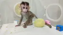 Foto yang dirilis 24 Januari 2019, monyet kloning yang lahir 3 Oktober 2018 di sebuah lembaga penelitian di Shanghai. Ilmuwan China menciptakan monyet kloning, yang gennya telah diedit untuk membawa penyakit. (HO/CHINESE ACADEMY OF SCIENCES INST/AFP)
