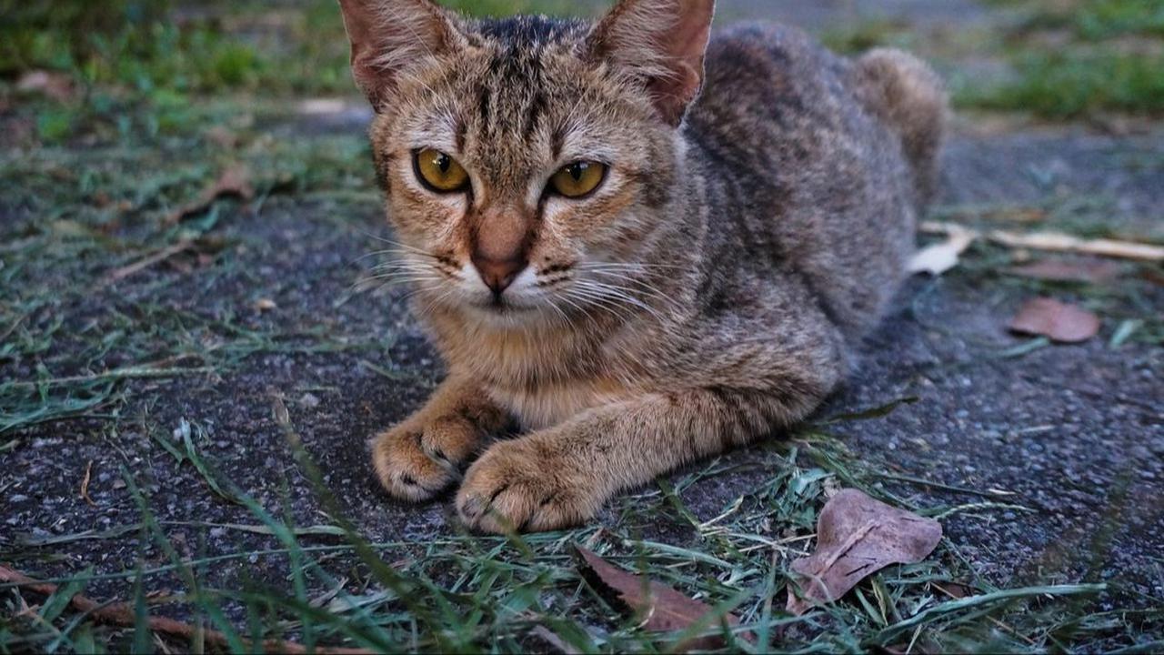 Penyebab Kaki Kucing Pincang