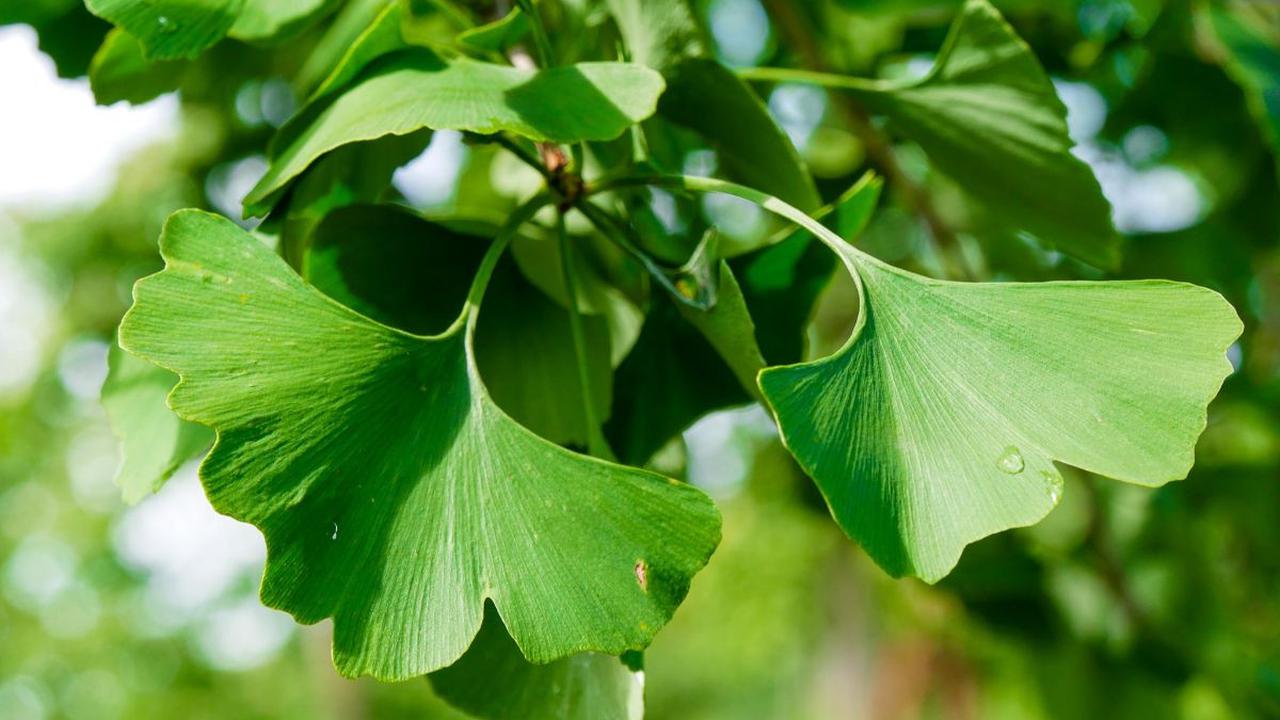 5. Ginkgo Biloba