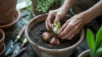 Cara Menanam Bunga Sedap Malam dari Umbi agar Cepat Berbunga dan Wangi