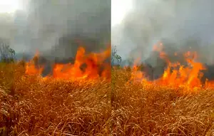 Kebakaran di Way Kambas Sulit Padam, Ini Penyebabnya