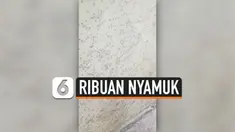 THUMBNAIL NYAMUK