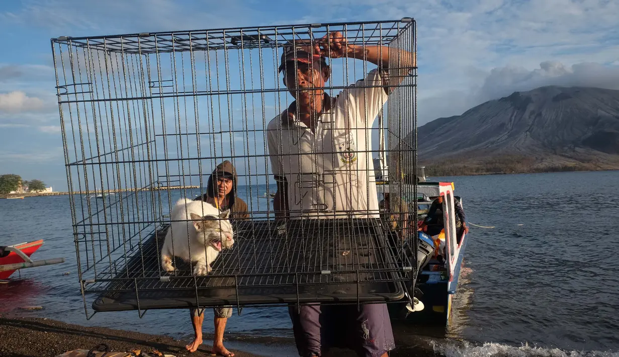 Seorang sukarelawan membawa seekor kucing di dalam kandang saat mereka membawa kembali hewan-hewan dari daerah yang ditinggalkan di kaki gunung berapi Gunung Ruang (latar belakang) di Pulau Tagulandang, Sitaro, Sulawesi Utara, pada 4 Mei 2024. (Ronny Adolof BUOL/AFP)
