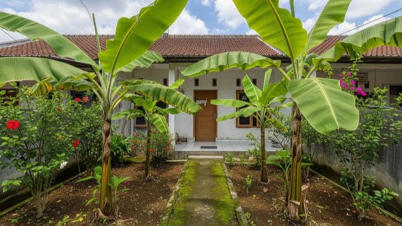 Percantik Rumah dengan 7 Jenis Pohon Pisang Pendek untuk Lahan Terbatas
