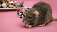 Cara Mengusir Tikus dengan Bahan Dapur agar Tidak Mengotori Rumah