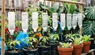 6 Cara Membuat Penyiram Tanaman Tetes dari Botol Air Mineral Bekas, Mudah dan Hemat