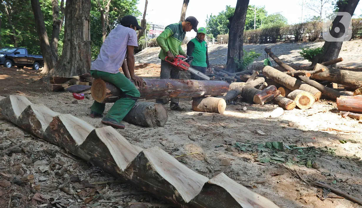 Petugas Dinas Kehutanan Jakarta Barat menyelesaikan pembangunan rumah pohon di kawasan Tomang, Jakarta, Selasa (19/11/2019). Pembangunan taman tersebut dilengkapi dengan rumah pohon untuk menambah ruang bermain anak. (Liputan6.com/Herman Zakharia)