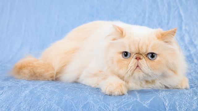 Himalayan cat