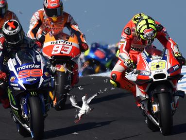 Burung Camar tanpa sengaja tertabrak oleh pebalap Ducati Ianone saat balapan MotoGP Australia di Phillip Island, MInggu (18/10/ 2015). (AFP Photo/Paul Crock)