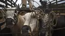 Pedagang ternak bersiap untuk menurunkan ternak dari kendaraan di pasar menjelang hari raya Idul Adha di Peshawar, Pakistan (13/7/2021). Jelang Idul Adha, Pasar ternak di Peshawar, Pakistan mulai sibuk menjual hewan kurban. (AFP/Abdul Majeed)