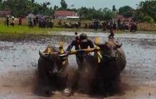 Serunya Kerapan Kerbau Tradisi Petani di Lumajang Jelang Masa Tanam