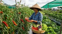 8 Tanaman Sayur yang Mahal Dijual dan Bernilai Jual Tinggi, Peluang Usaha Menjanjikan