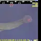 Seorang penyelam perusahaan minyak merekam keberadaan ubur-ubur langka di Teluk Meksiko.