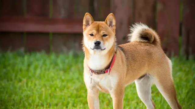 Shiba Inu