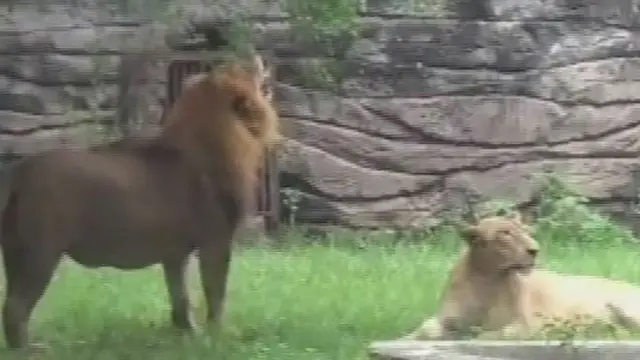 [VIDEO] Setelah Singa, Giliran Kambing Gunung Mati