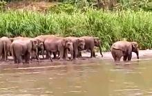 Puluhan Gajah Liar Masuk Pemukiman, Warga dan Pengendara Diminta Waspada