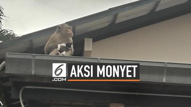 Sebuah video viral di media sosial. Seekor monyet memperlakukan kucing seperti anaknya sendiri. Kucing tersebut terus digendong si monyet kemana pun ia pergi. Tak sampai di situ, monyet juga memberi kucing makan pisang.
