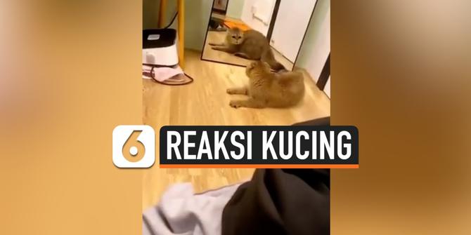 VIDEO: Reaksi Gemas Kucing Lihat Cermin, Ngamuk ke Diri Sendiri