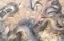 Viral Puluhan Ular Terbakar di Gunung Sindur Bogor